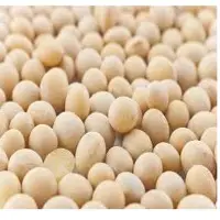 Soybean